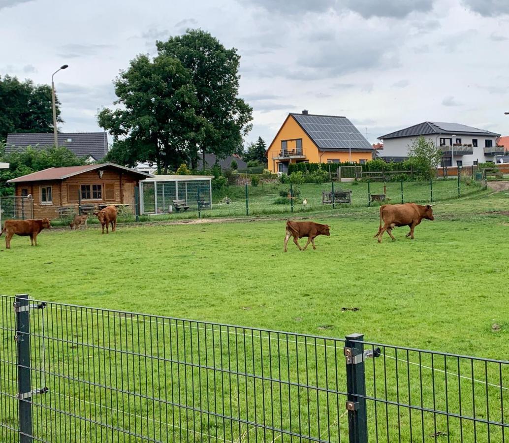 Ferienwohnung Zur Dexter-Zucht Coswig Coswig  Eksteriør bilde