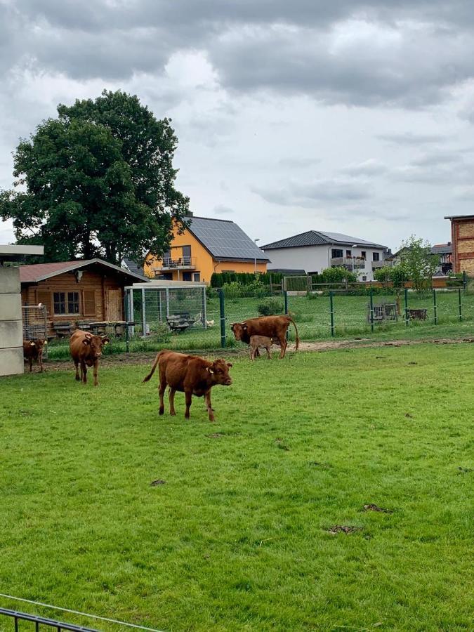 Ferienwohnung Zur Dexter-Zucht Coswig Coswig  Eksteriør bilde