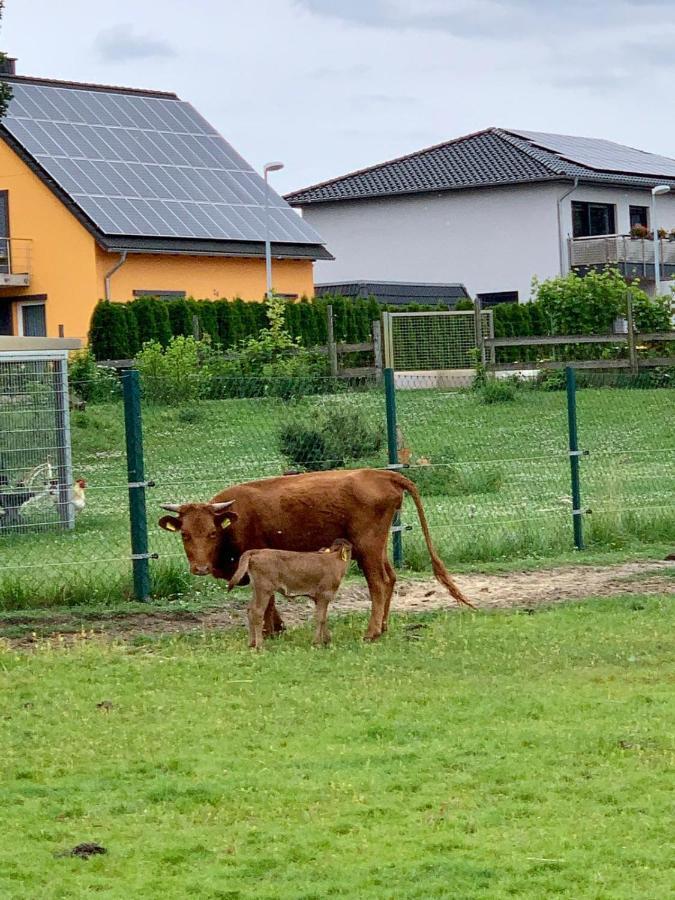 Ferienwohnung Zur Dexter-Zucht Coswig Coswig  Eksteriør bilde